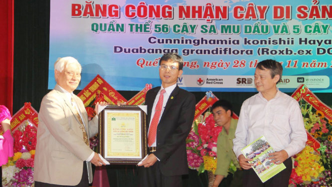[-]56[-]cây[-]samu[-]dầu[-]Nghệ[-]An[-]là[-]cây[-]di[-]sản[-]Việt[-]Nam